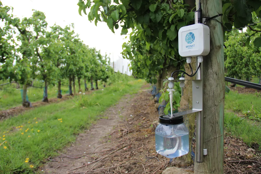 Capteur dans un verger